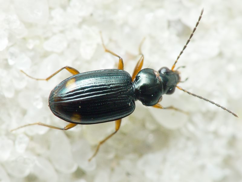 Bembidion (Philochthus) biguttatum (Fabricius, 1779)